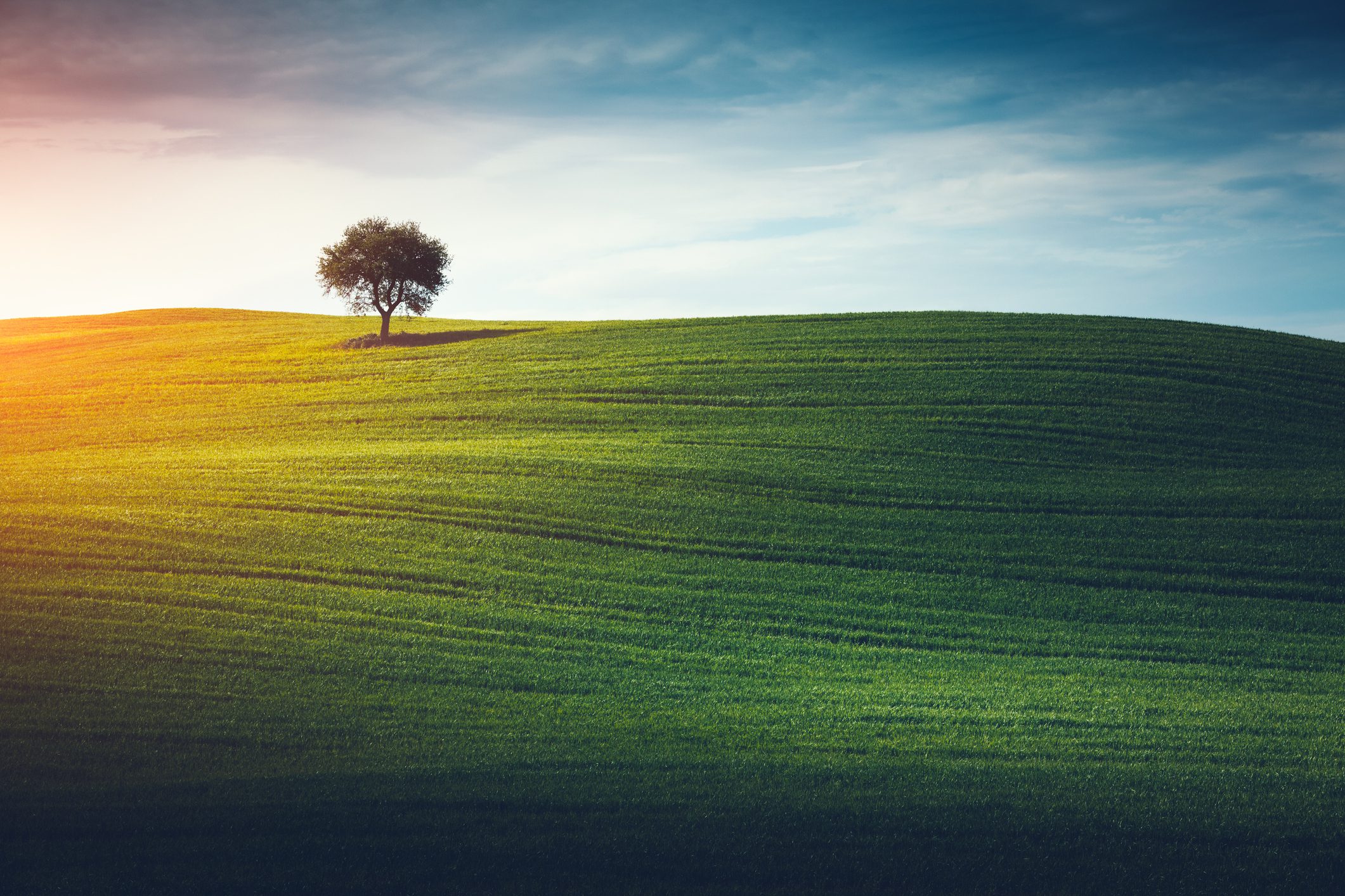 Lone tree in the middle of green field (Val D'orcia, Tuscany, Italy).