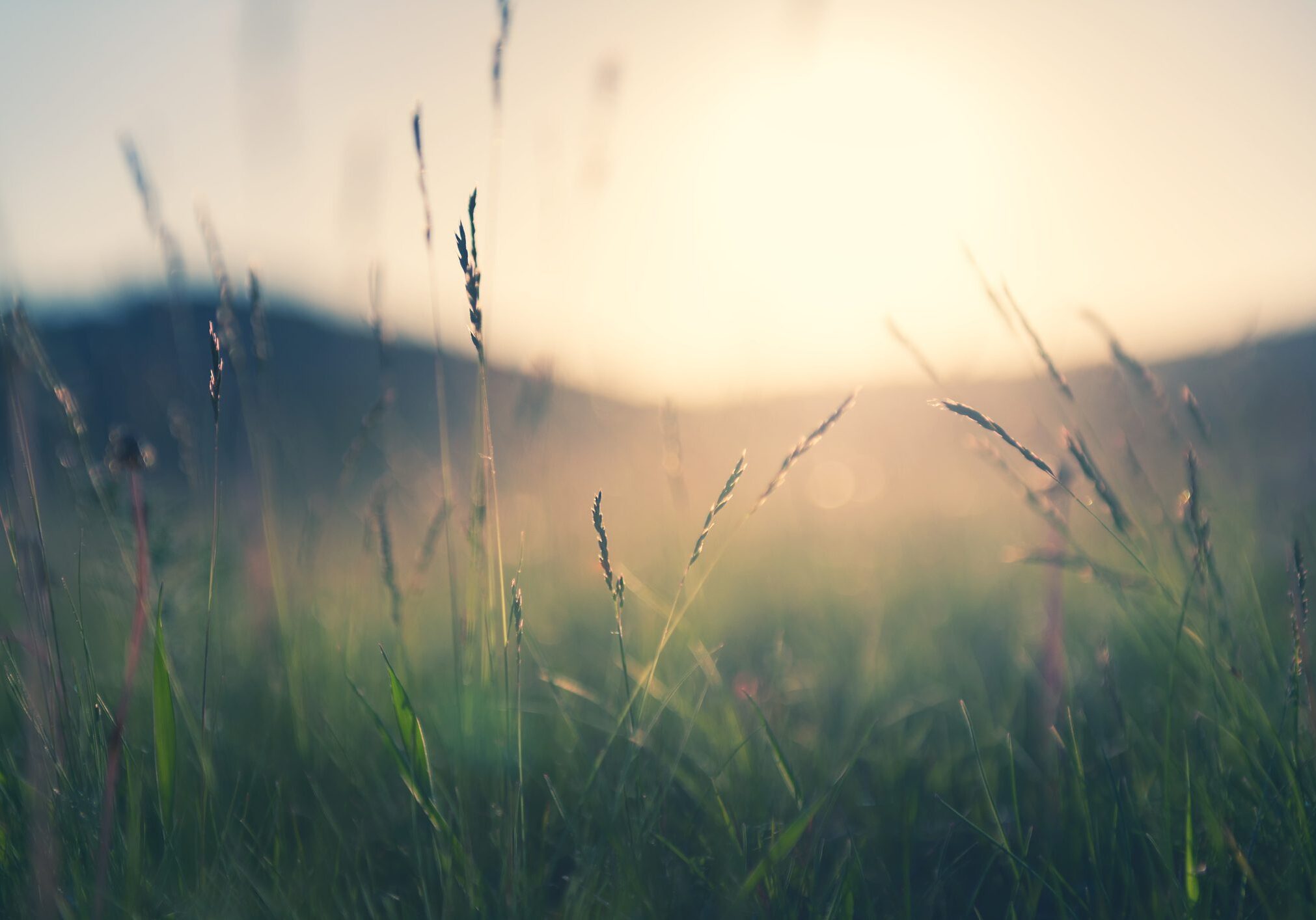 Wild grass in the mountains at sunset. Macro image, shallow depth of field. Vintage filter. Summer nature background.