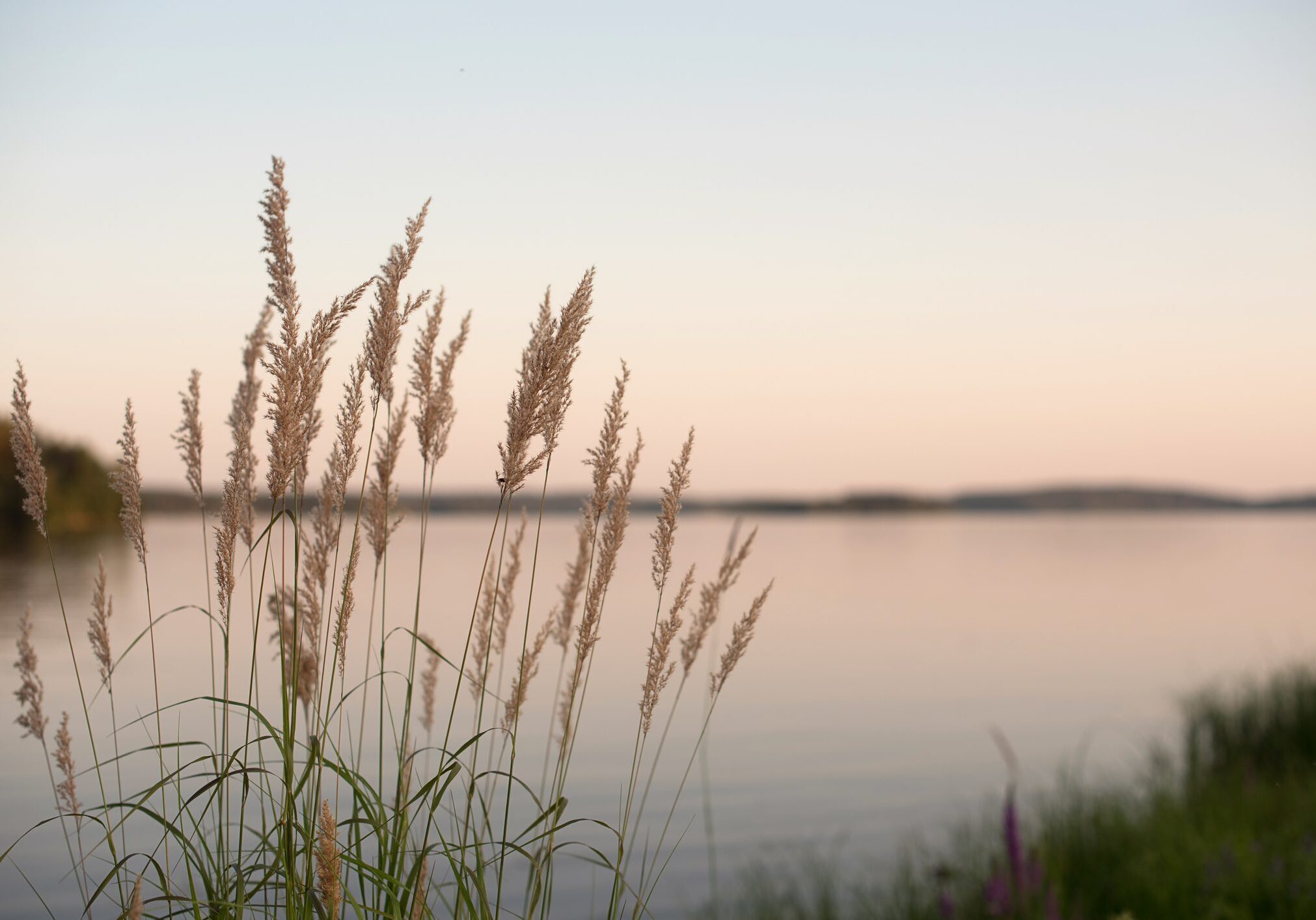 Weeds on lake at time of sun set