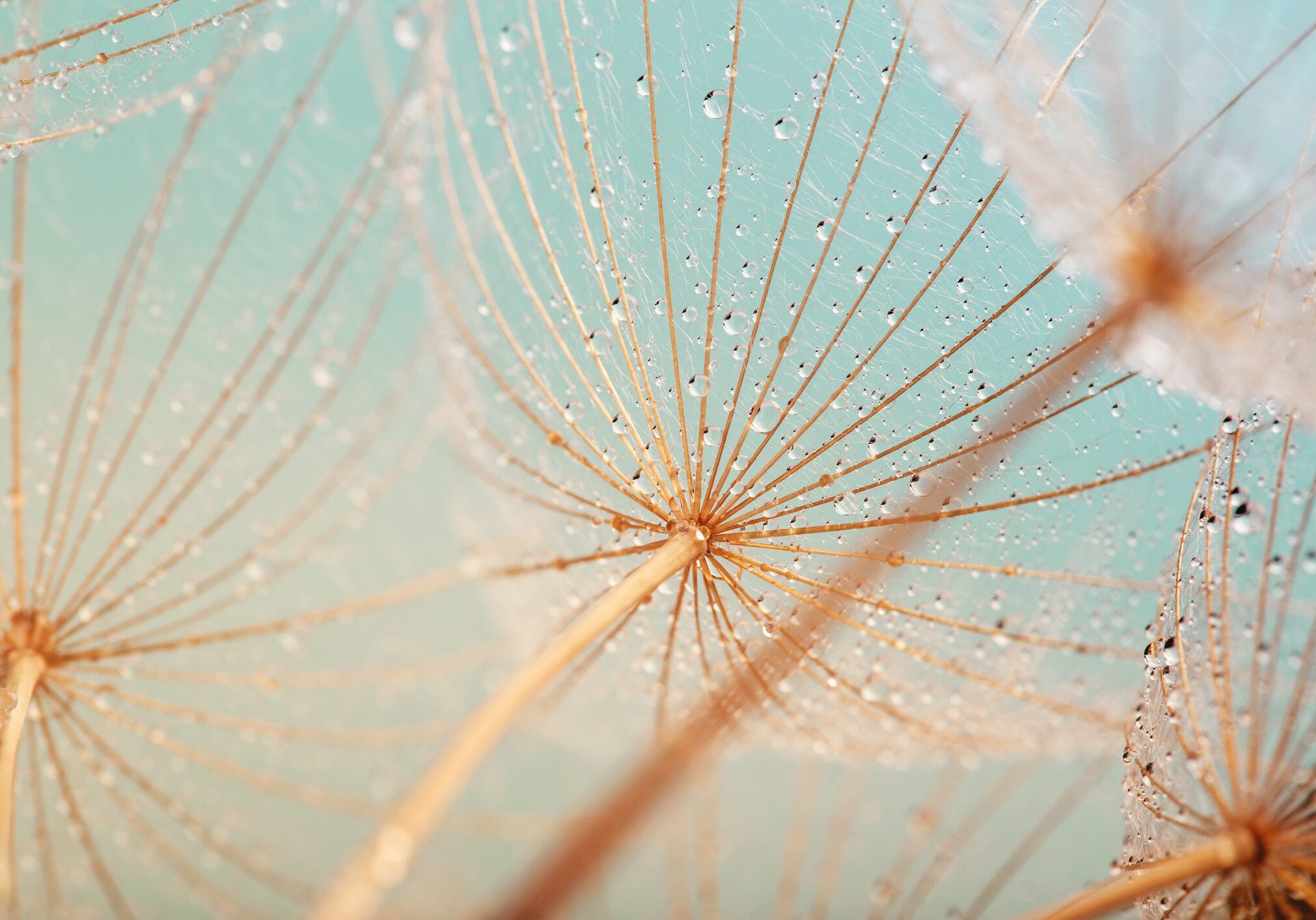Dandelion seed with water drops